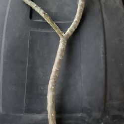 JL PINK PANSY CUTTING