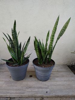 Plants and Pots