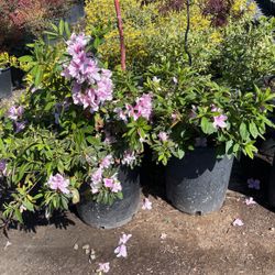 Pink Azaleas