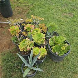 Succulent Plants