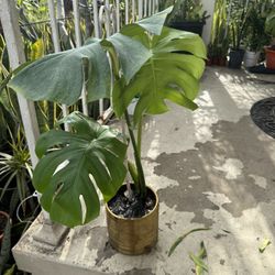 Beautiful Monstera In Ceramic Pot