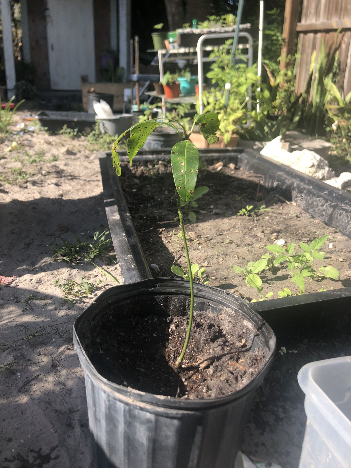 Mango Tree Saplings