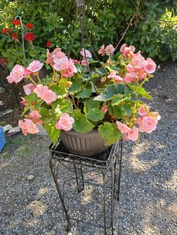 Pink begonia hanging baskets