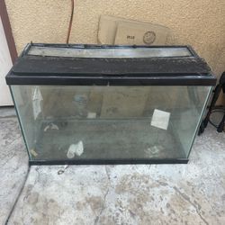 Fish Tank 