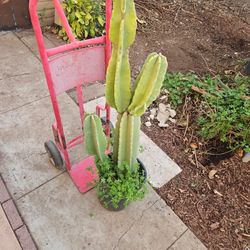 Purvian Apple Cati Specimen 