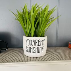 You Are My Sunshine Plant 