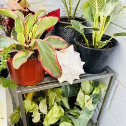 Plants For Sale 10 Each 