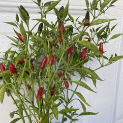 Súper Chile Fruiting Plant, Grower Pot (4 Inch Need A Replant Pick Up Only In City Of Whittier 