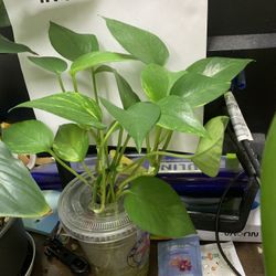 Green Pothos Plant