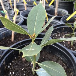 Bay Leaf Plant