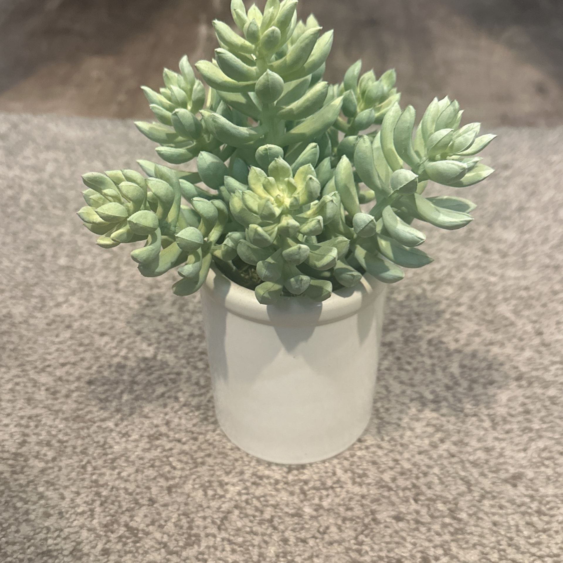 Ceramic Succulent