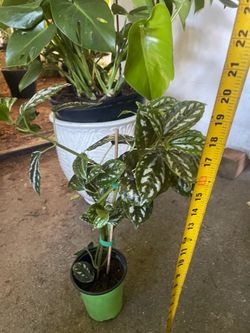 Aluminum plant, exact plant 95820 (indoor or outdoor)
