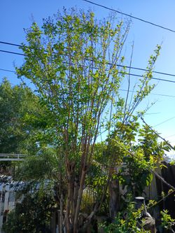 Crapemyrtle