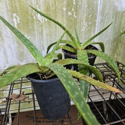 Aloe Plant