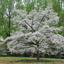 Dogwood Tree 3gallon 5ft In 6ft Tall