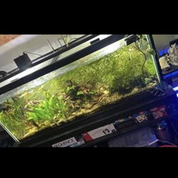 Stand & 75 Gallon Aquarium.