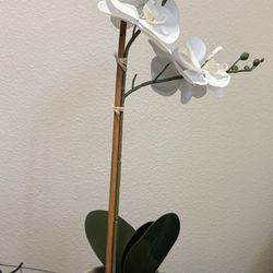 Orchid Fake