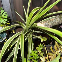 Small Spider plant