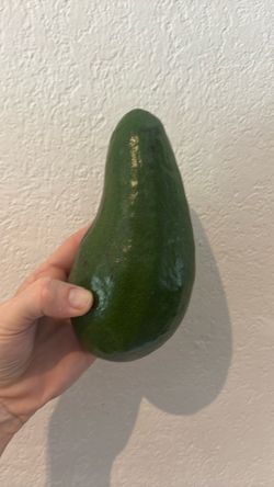 Avocados- you Pick off tree