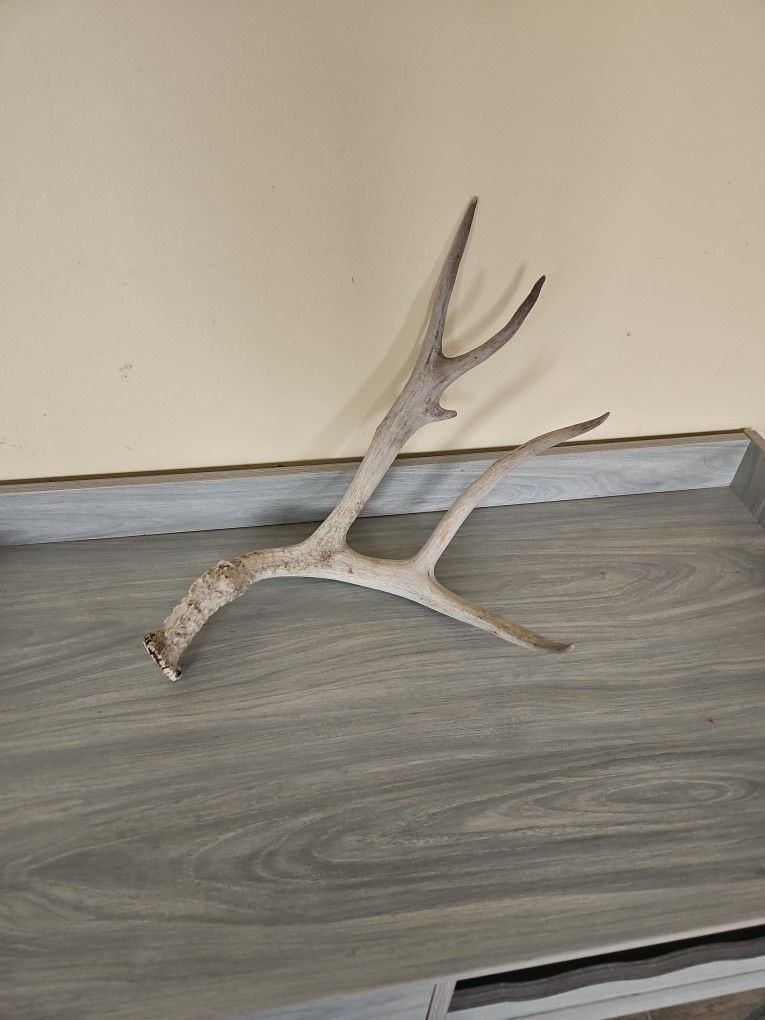 Deer Antler