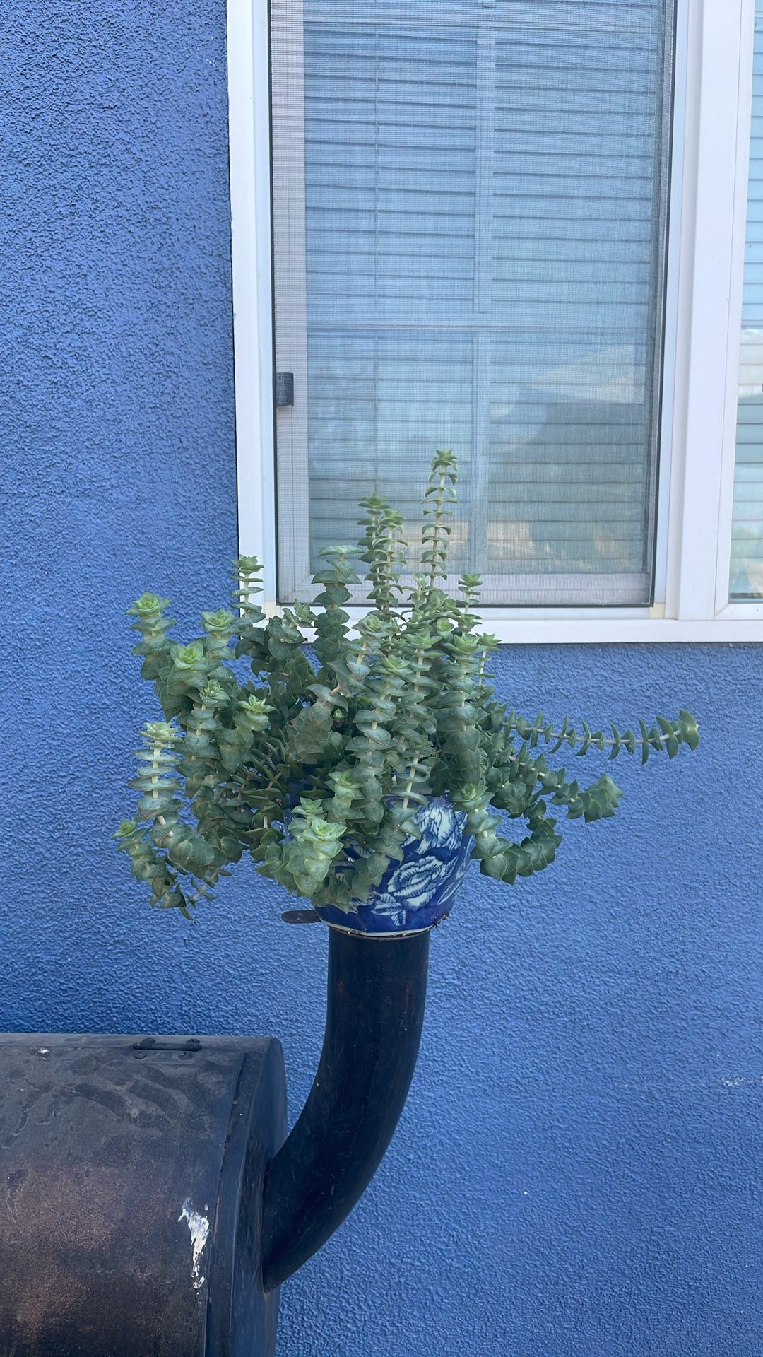 Planta De Sombra