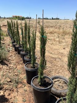 Spartan Juniper’s For Sale 5 Gallon Container