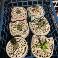 Succulents Plats For Sale  Ask Me !
