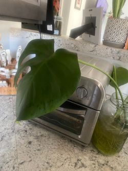 Monstera trimming (one) with good roots, ready to plant
