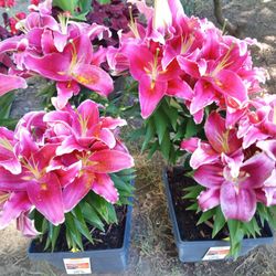 2 Large Oriental Lillys