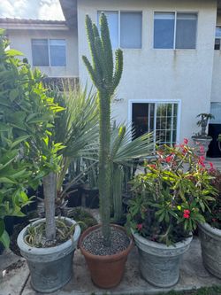 Large Ocotillo plant