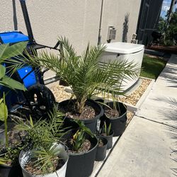 Tropical Plants- Various