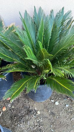 Sago Palm in Pot 