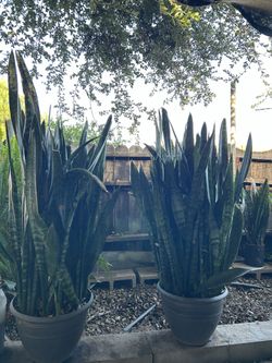 Snake Plant/ Planta De Víbora