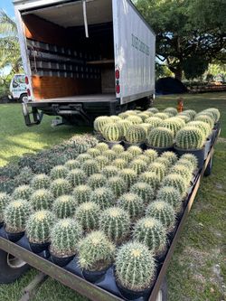 Golden Barrel Cactus Price From $50 for Sale in Miami, FL - OfferUp
