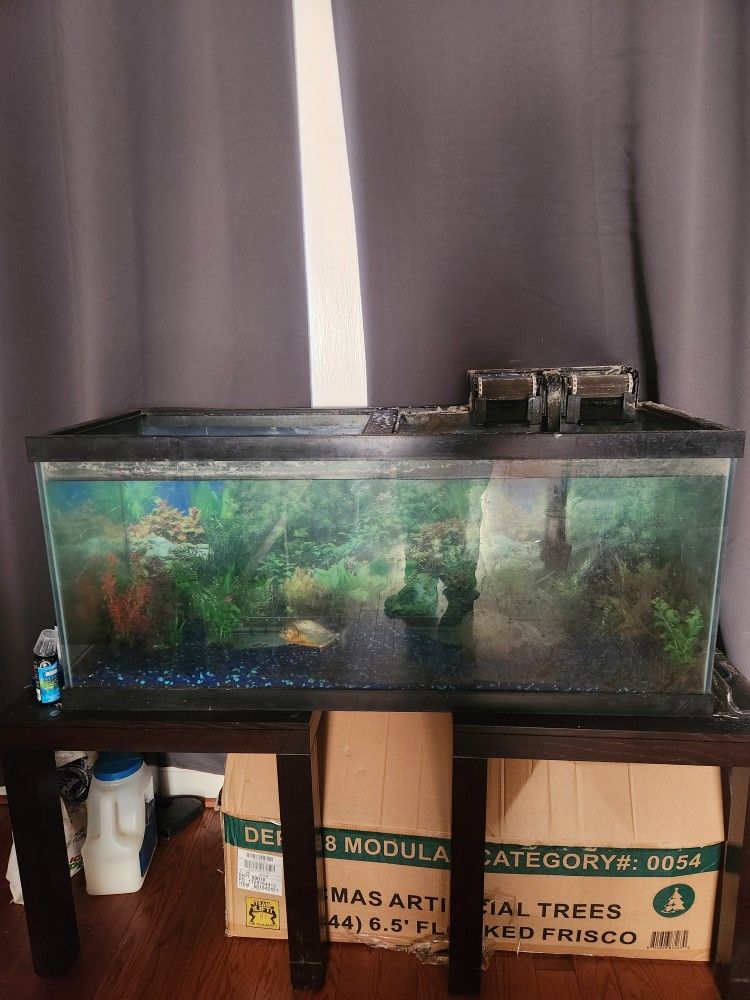 Fish Tank