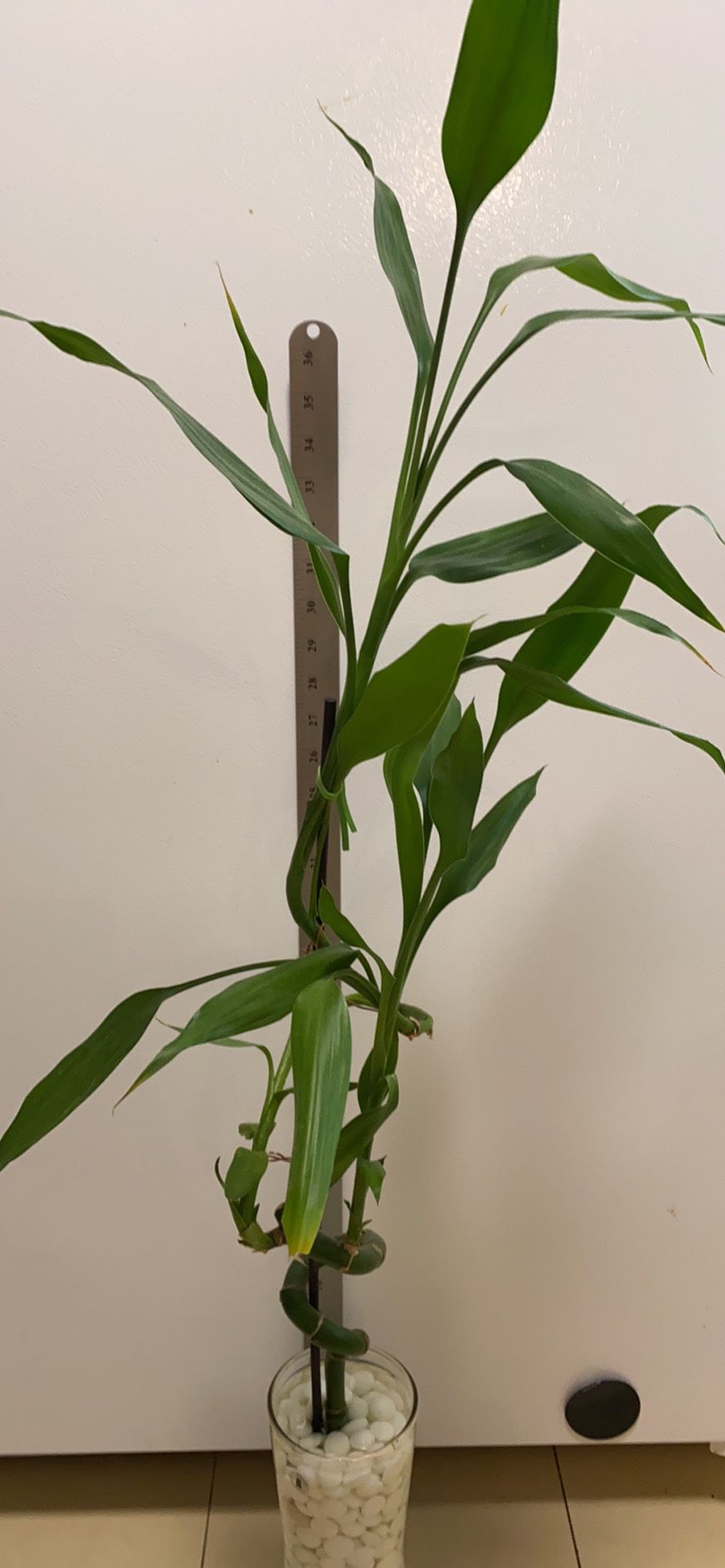 Bamboo Plant Aprox 40” Tall