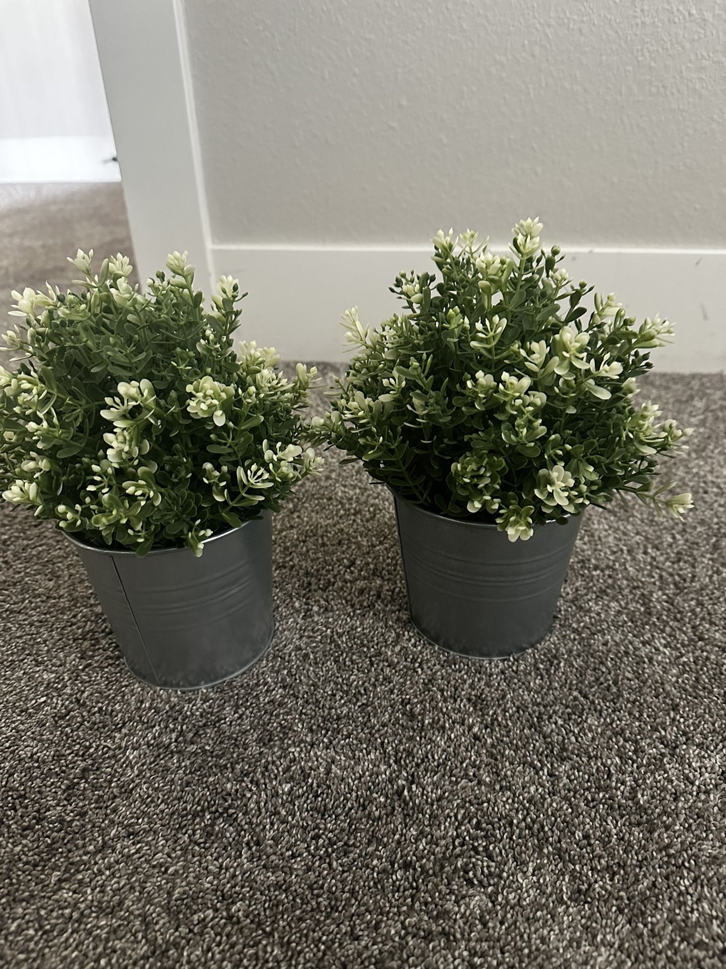 Plant With Pots