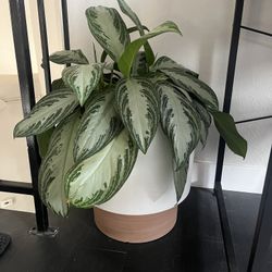 Healthy Indoor Plant With Planter!
