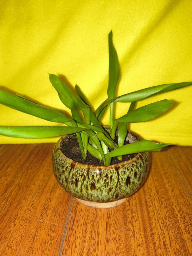 Bamboo $8