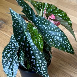 Blooming Begonia Olei Silver Spot Plant / Free Delivery Available 