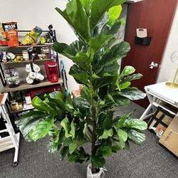 Fake Plant 6 Ft