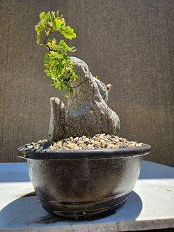 Feoniella lucida - Limonia acidissima   (  Cần Thăng _  ) Bonsai Tree,
