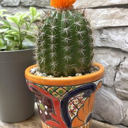 Cactus Houseplant In Cute Ceramic Pot 3.75"H.