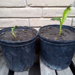 Lady Finger Banana Trees