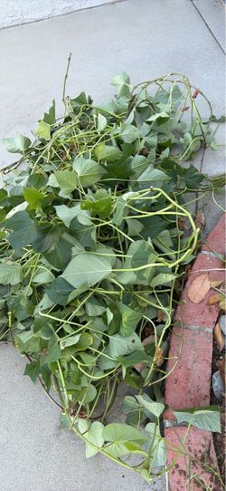 Sweet potato vines