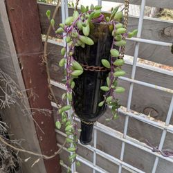 Wine Bottle Decor Succulents 