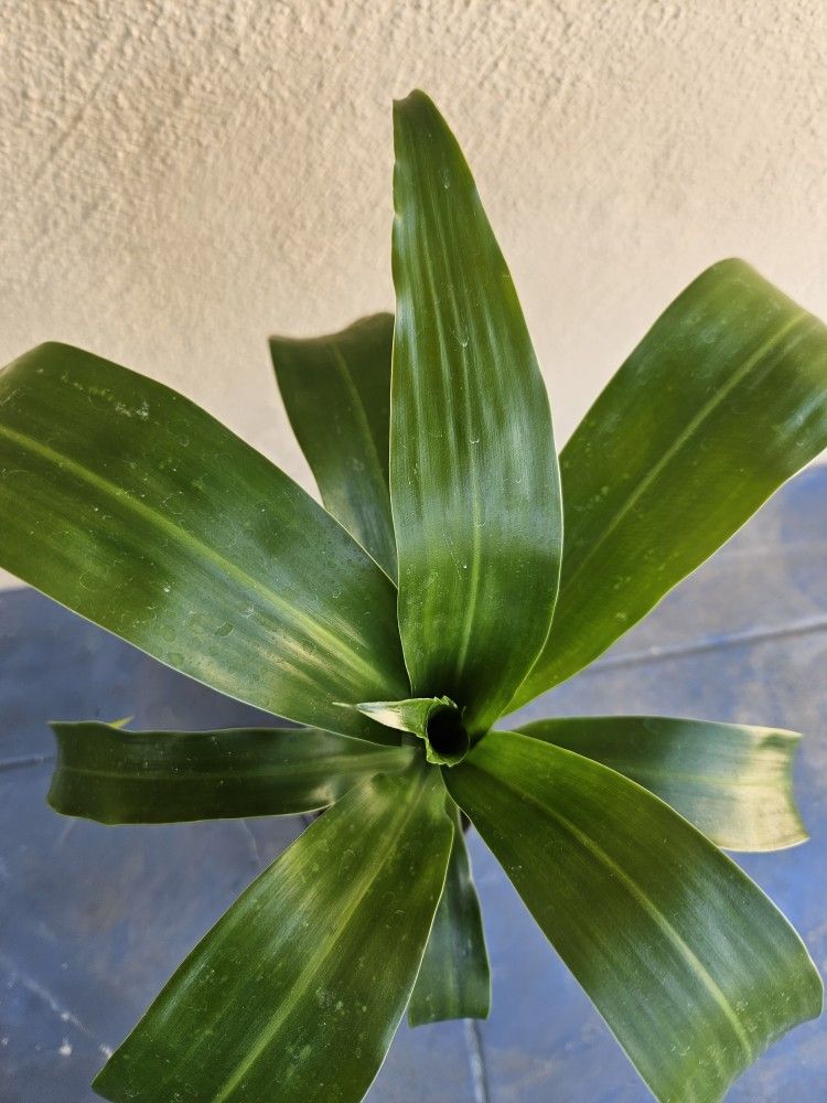 Dracaena Plant