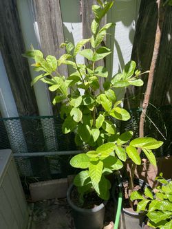 Thai guava fruit tree plant