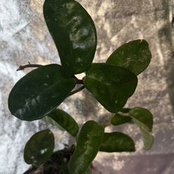 Hoya carnosa Crinkle 