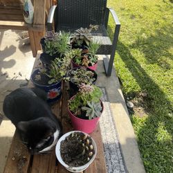 Succulents 